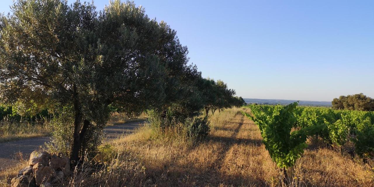 Le Mimosa Bed & Breakfast Saint-Saturnin-de-Lucian Dış mekan fotoğraf
