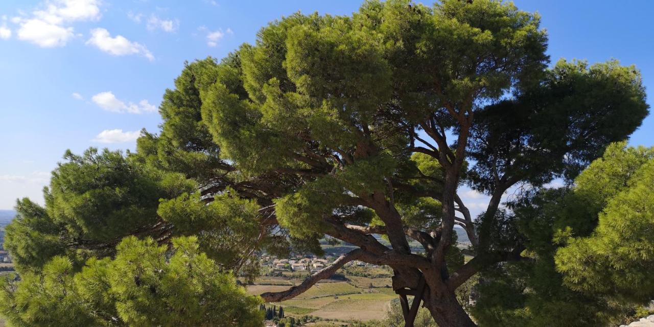 Le Mimosa Bed & Breakfast Saint-Saturnin-de-Lucian Dış mekan fotoğraf